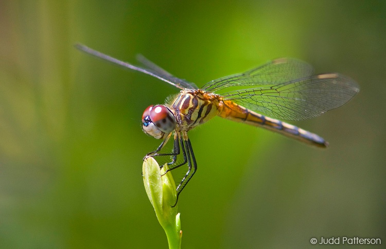 Blue Dasher (female), Loxahatchee National Wildlife Refuge, Florida, United States