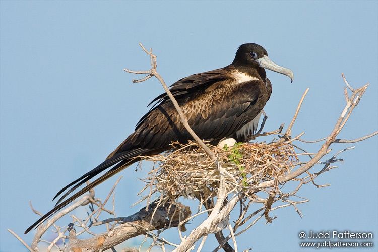 Magnificent Frigatebird, Dry Tortugas National Park, Florida, United States