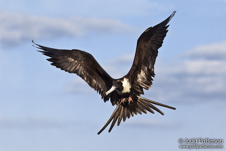 Magnificent Frigatebird, Dry Tortugas National Park, Florida, United States