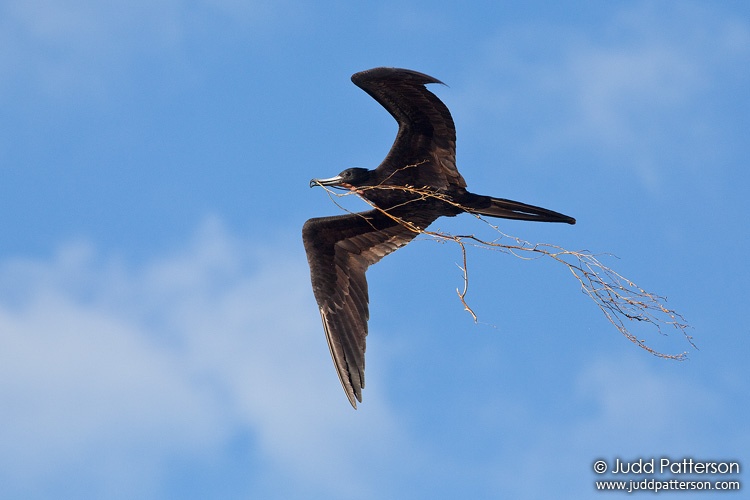 Magnificent Frigatebird, Dry Tortugas National Park, Florida, United States