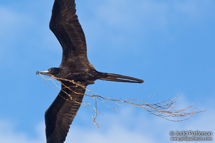 Magnificent Frigatebird, Dry Tortugas National Park, Florida, United States