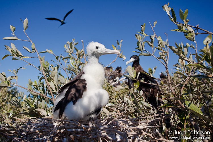 Magnificent Frigatebird, Dry Tortugas National Park, Florida, United States