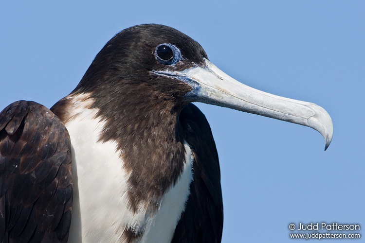 Magnificent Frigatebird, Dry Tortugas National Park, Florida, United States