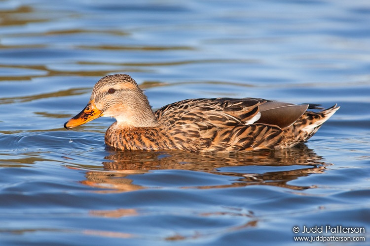 Mallard, Salina, Kansas, United States