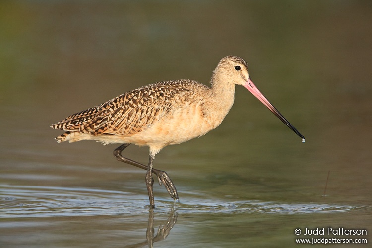 Marbled Godwit, Fort De Soto Park, Florida, United States