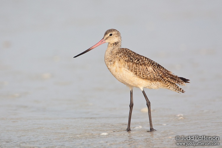 Marbled Godwit, Little Estero Lagoon, Florida, United States