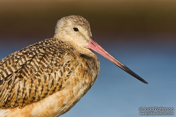 Marbled Godwit, Fort De Soto Park, Florida, United States