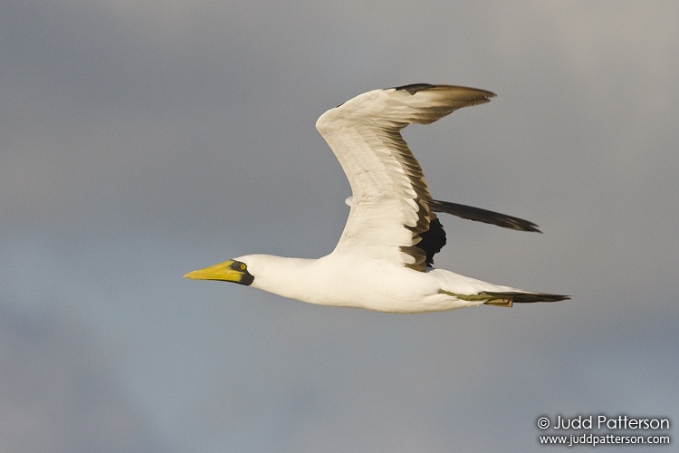 Masked Booby, Dry Tortugas National Park, Florida, United States