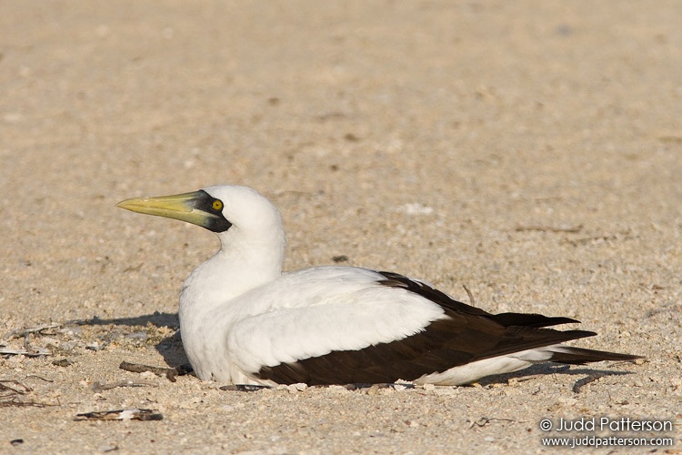 Masked Booby, Dry Tortugas National Park, Florida, United States