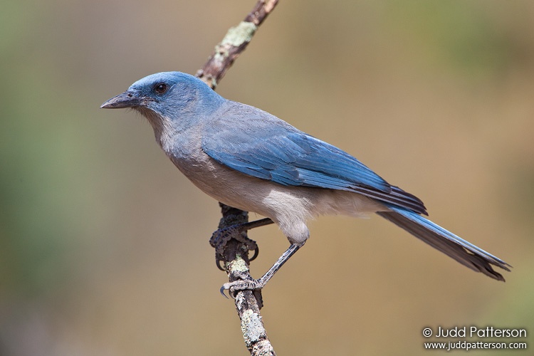 Mexican Jay, Madera Canyon, Pima County, Arizona, United States