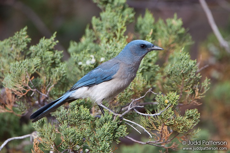 Mexican Jay, Madera Canyon, Pima County, Arizona, United States