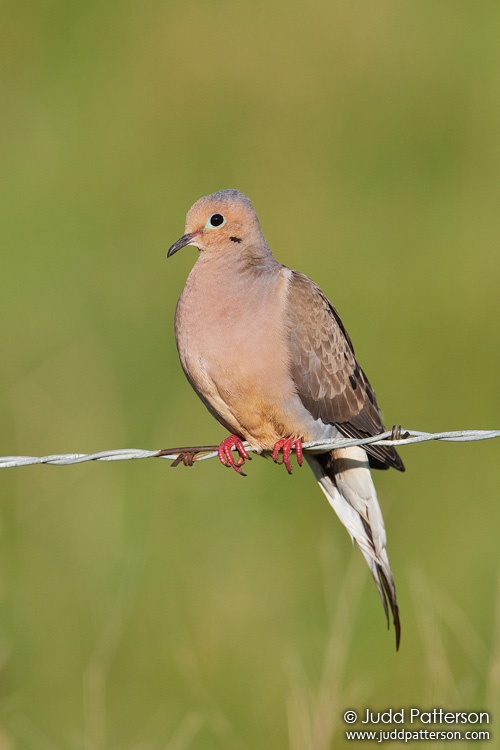 Mourning Dove, Saline County, Kansas, United States