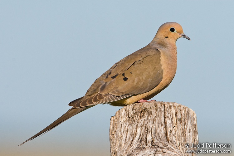 Mourning Dove, Cheyenne Bottoms, Kansas, United States