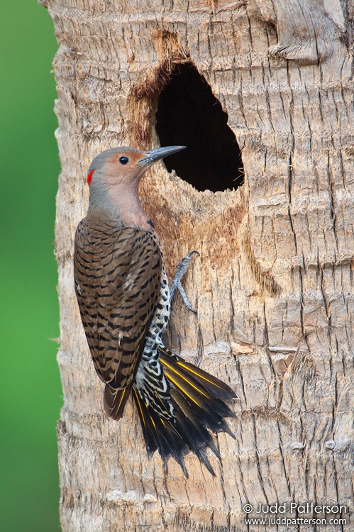 Northern Flicker, Miami, Florida, United States