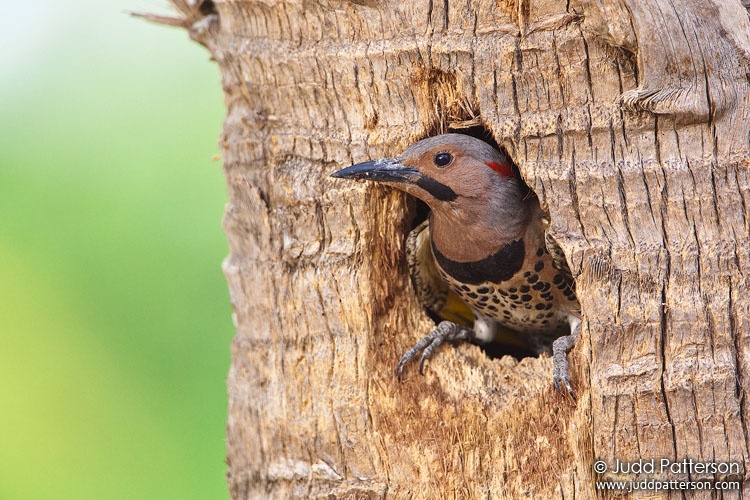 Northern Flicker, Cutler Bay, Florida, United States