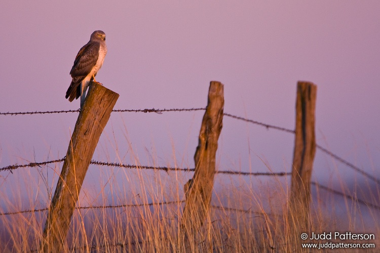 Northern Harrier, Saline County, Kansas, United States