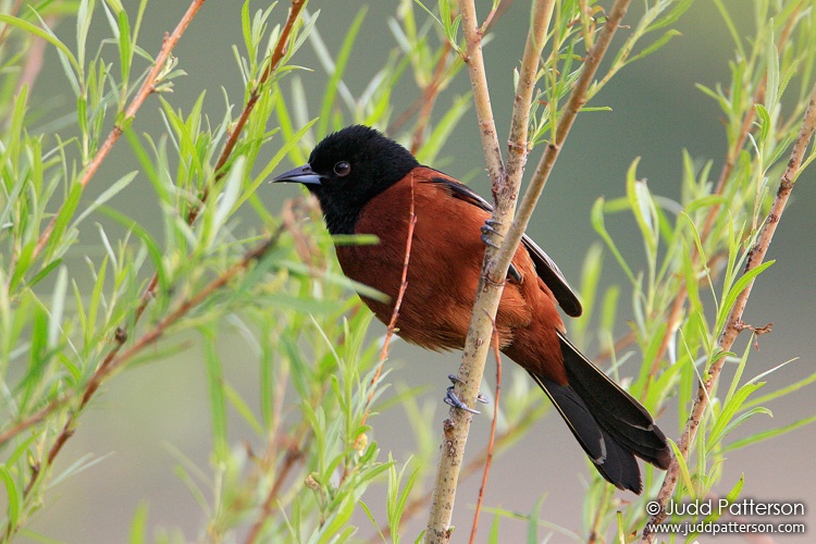 Orchard Oriole, Tuttle Creek Reservoir, Kansas, United States