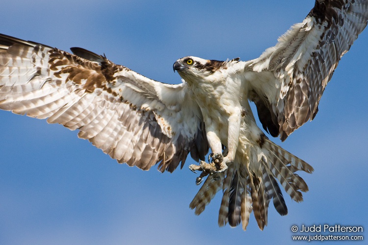 Osprey, Everglades National Park, Monroe County, Florida, United States