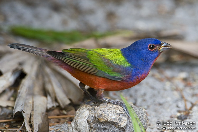 Painted Bunting, Okeeheelee Park, West Palm Beach, Florida, United States