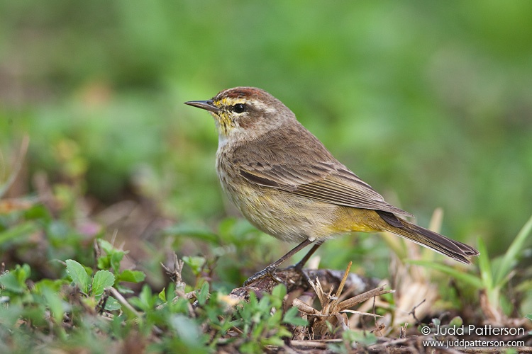 Palm Warbler, Everglades National Park, Florida, United States