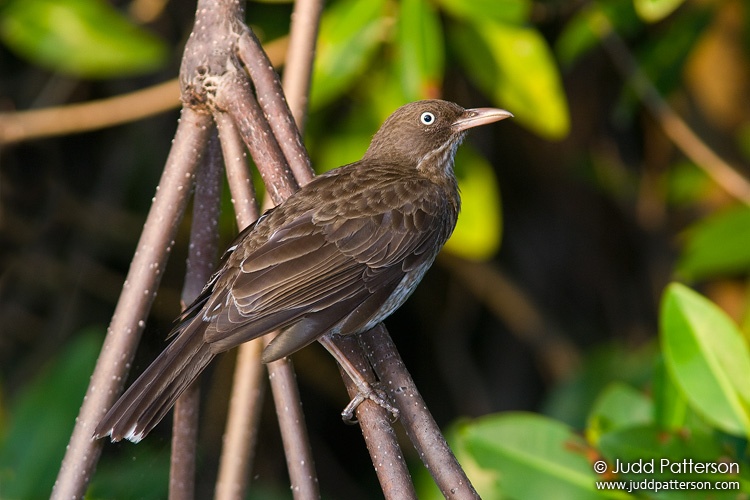 Pearly-eyed Thrasher, St. Croix, U.S. Virgin Islands, United States