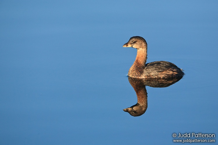 Pied-billed Grebe, Wakodahatchee Wetlands, Florida, United States