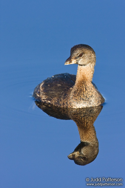 Pied-billed Grebe, Wakodahatchee Wetlands, Florida, United States