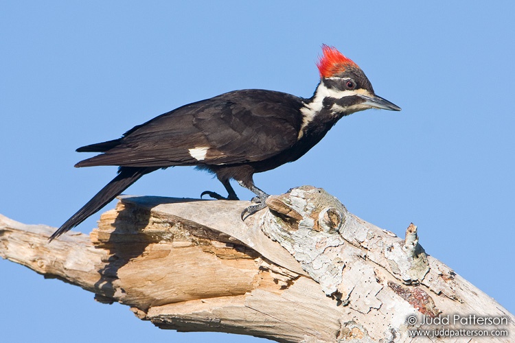 Pileated Woodpecker, Everglades National Park, Florida, United States