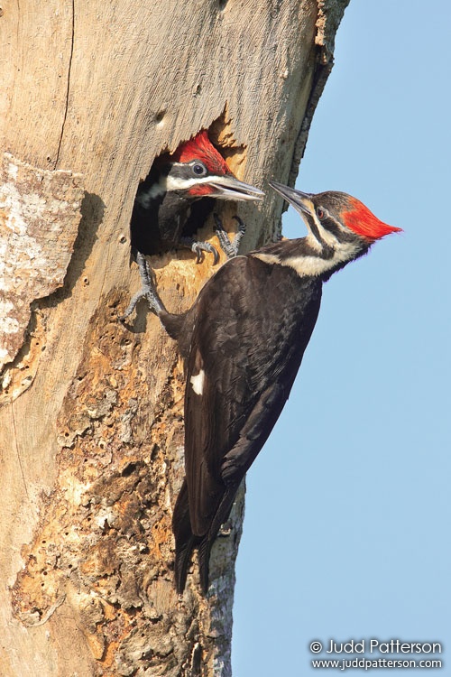 Pileated Woodpecker, Everglades National Park, Monroe County, Florida, United States