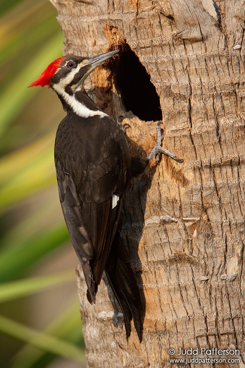 Pileated Woodpecker, Miami, Florida, United States