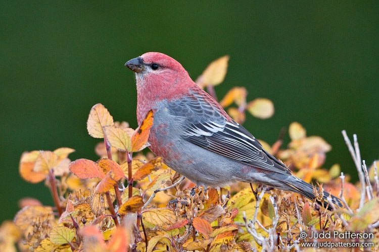 Pine Grosbeak, Rocky Mountain National Park, Colorado, United States