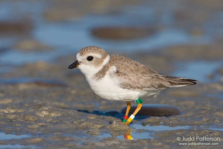 Piping Plover, Little Estero Lagoon, Florida, United States