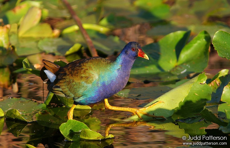 Purple Gallinule, Everglades National Park, Florida, United States