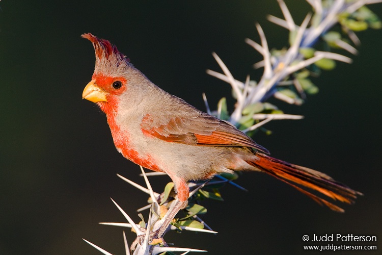 Pyrrhuloxia, Pima County, Arizona, United States