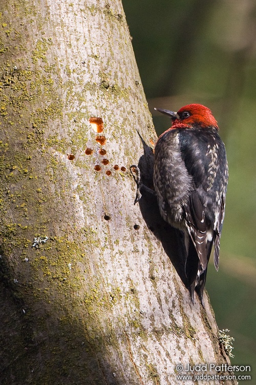 Red-breasted Sapsucker, Portland, Oregon, United States