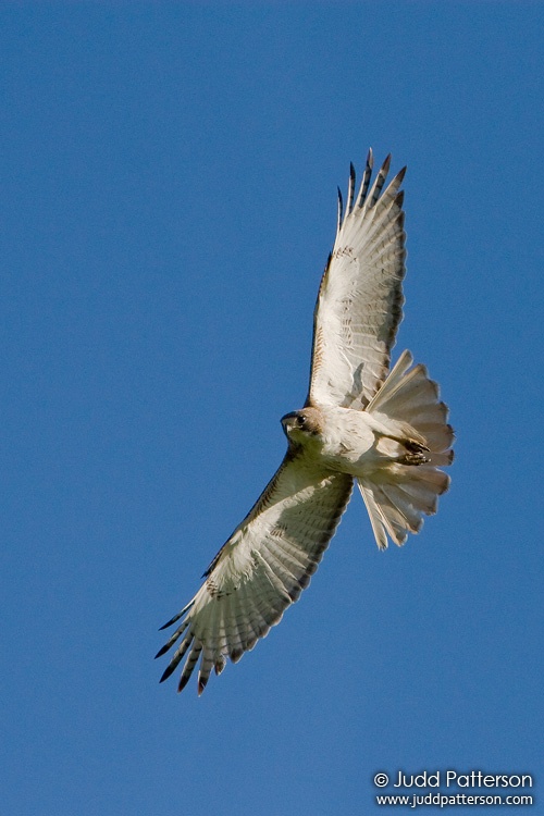 Red-tailed Hawk, Konza Prairie, Kansas, United States