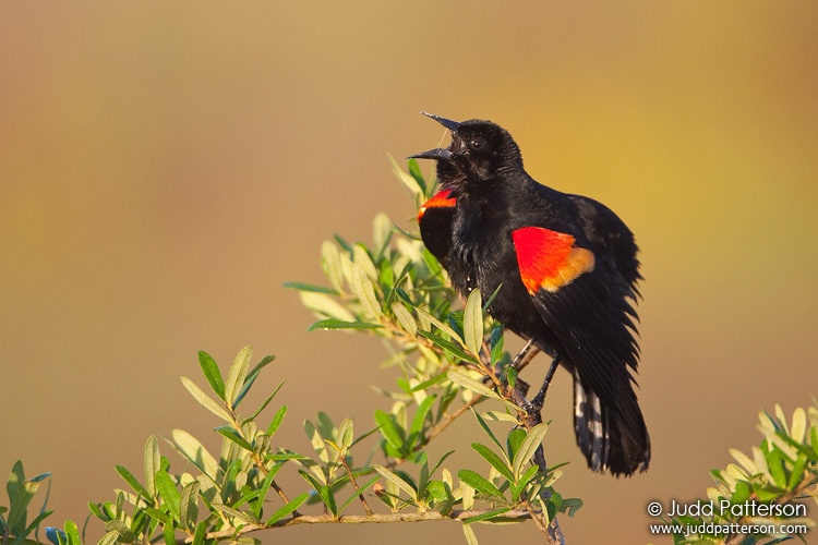 Red-winged Blackbird, Kissimmee Prairie Preserve State Park, Florida, United States