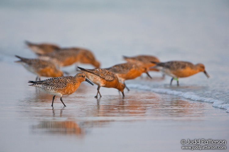 Red Knot, Fort De Soto Park, Florida, United States