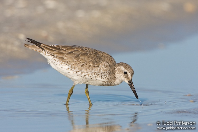 Red Knot, Little Estero Lagoon, Florida, United States