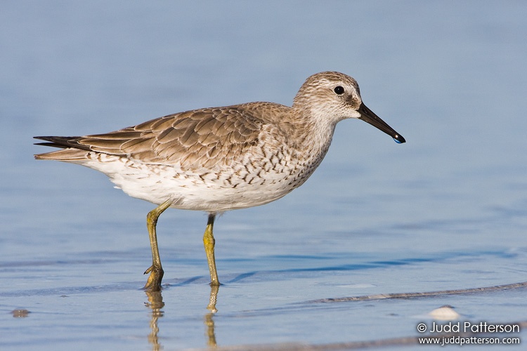 Red Knot, Little Estero Lagoon, Florida, United States