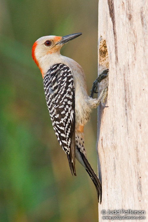 Red-bellied Woodpecker, Everglades National Park, Florida, United States