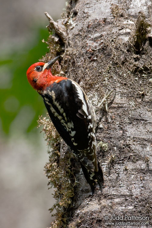 Red-breasted Sapsucker, Corvallis, Oregon, United States