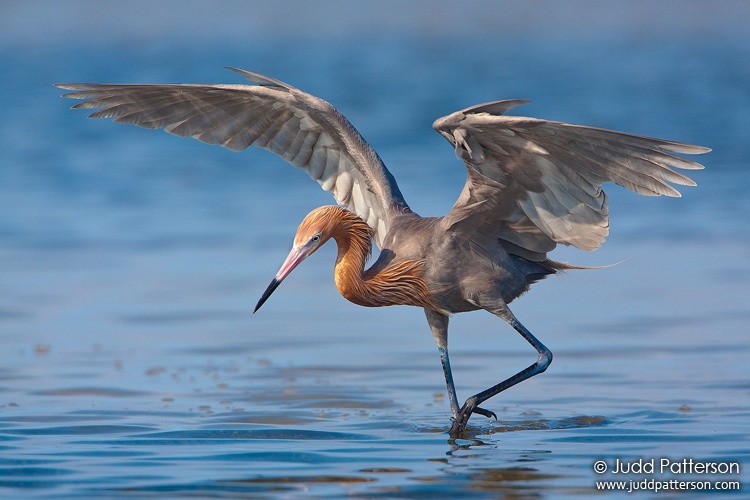 Reddish Egret, Fort De Soto Park, Florida, United States