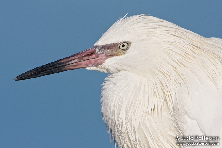 Reddish Egret, Little Estero Lagoon, Florida, United States