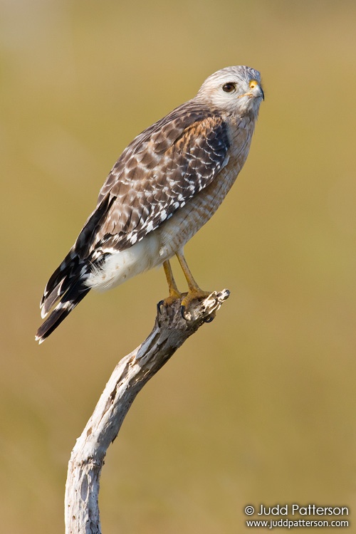 Red-shouldered Hawk, Everglades National Park, Florida, United States