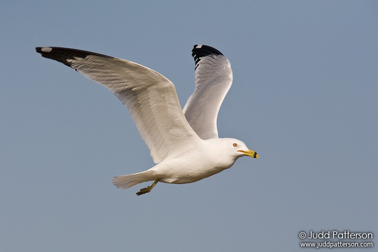 Ring-billed Gull, Jerry Ivy Park, Salina, Kansas, United States