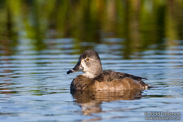 Ring-necked Duck, Viera Wetlands, Florida, United States