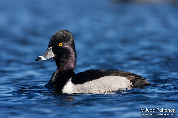 Ring-necked Duck, Viera Wetlands, Florida, United States