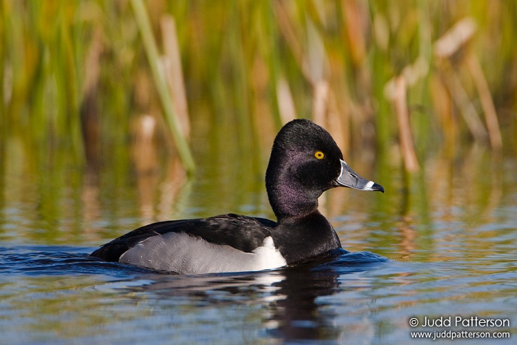 Ring-necked Duck, Viera Wetlands, Florida, United States