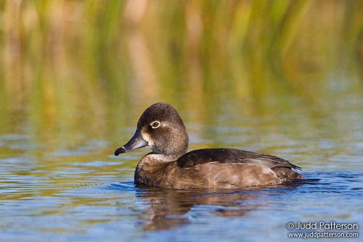 Ring-necked Duck, Viera Wetlands, Florida, United States